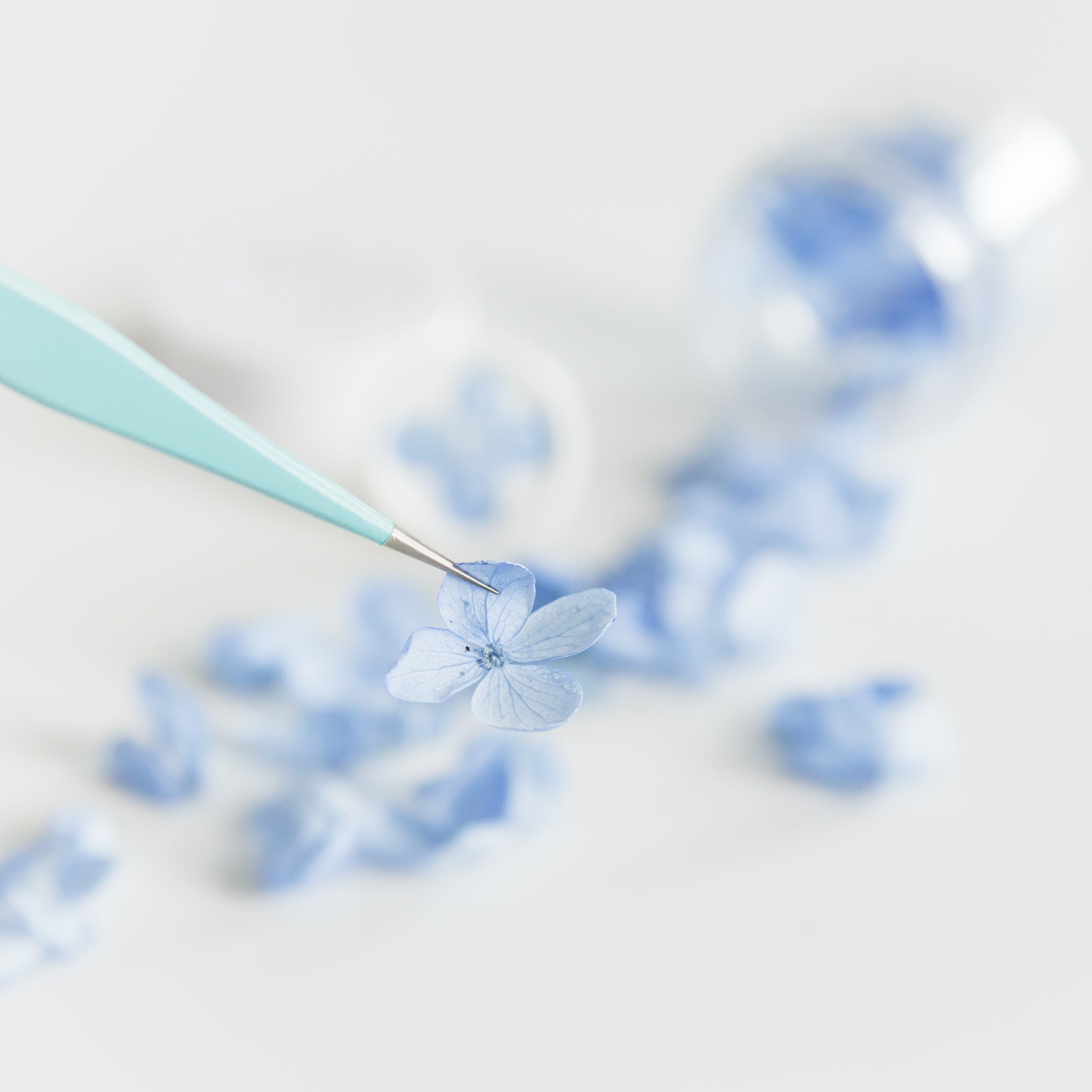 hortensia blaadjes blauw