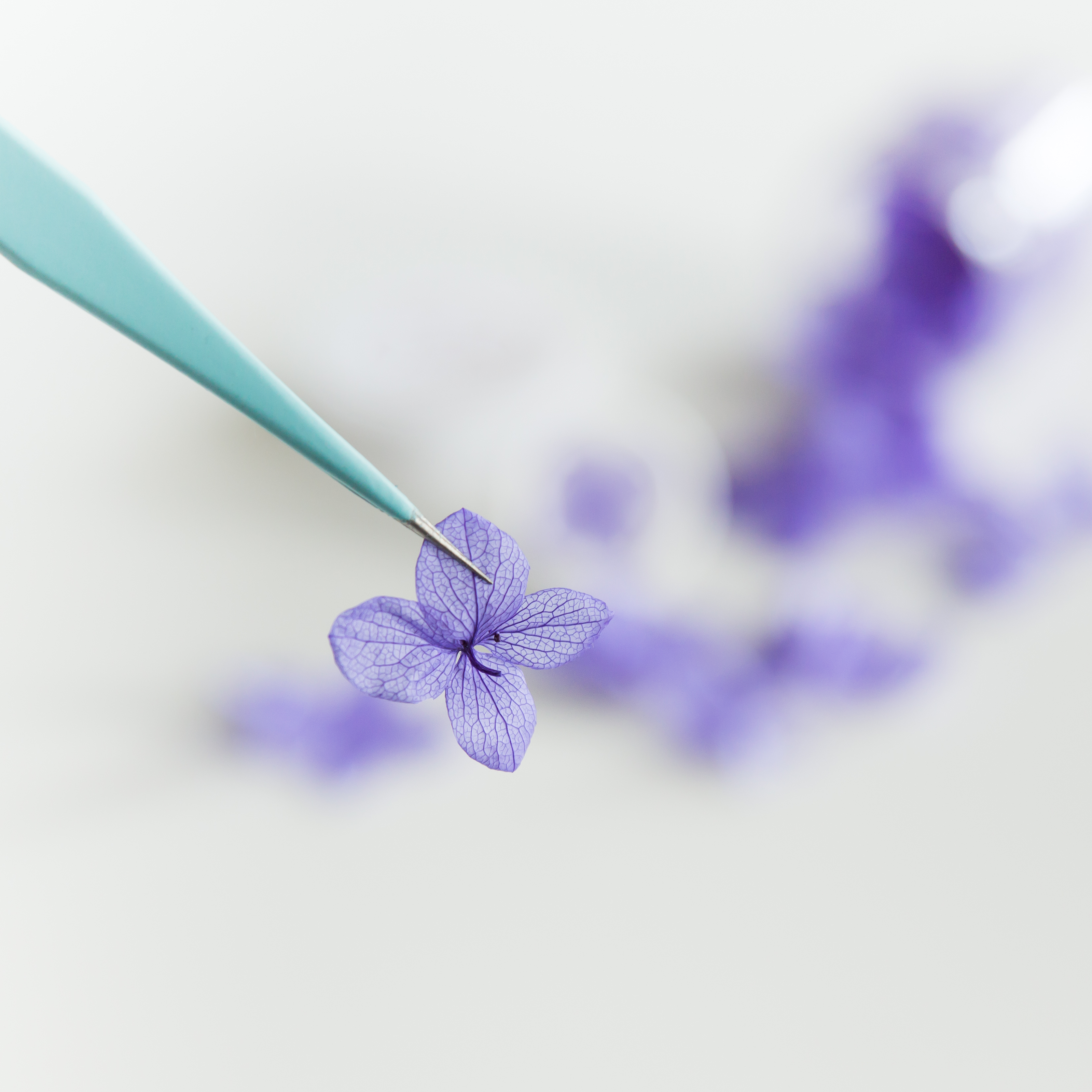 Hortensia blaadjes • Paars